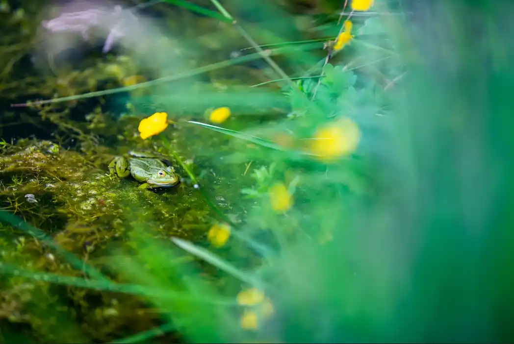 Une grenouille verte est posée sur de la mousse entourée de fleurs jaunes et de feuilles vertes floues.