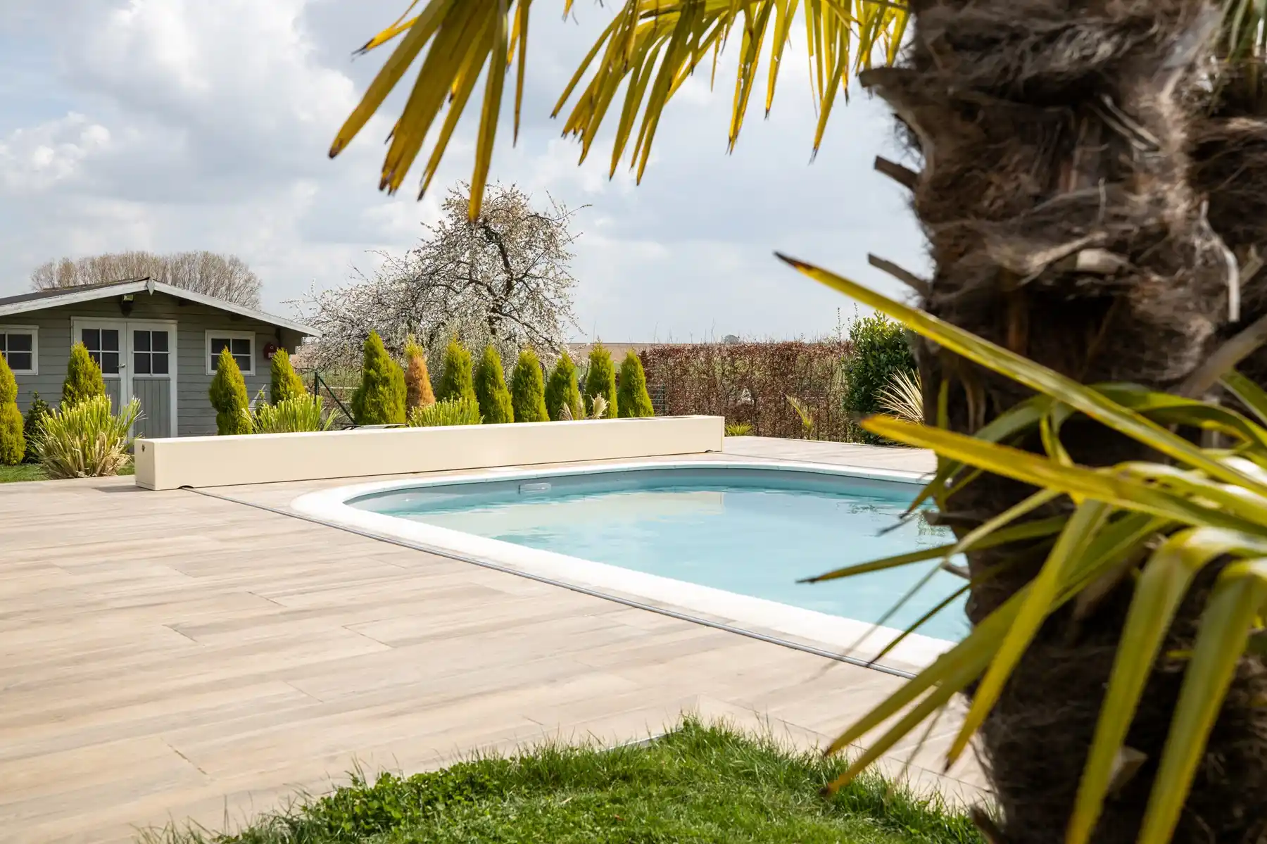 Une piscine entourée de dalles en bois, avec un palmier au premier plan et un cabanon gris en arrière-plan.